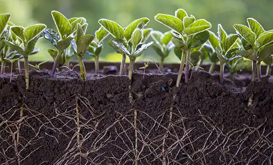 Top 5 Benefits of Amino Acid Peptide Root Boosters for Seedlings